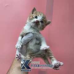 은평구 기타(갈/흰) 한국 고양이 수컷