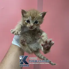 은평구 기타(갈/흰) 한국 고양이 수컷