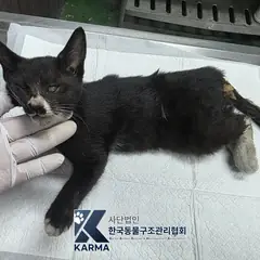 은평구 흰색/검은색 얼룩무늬 한국 고양이 암컷