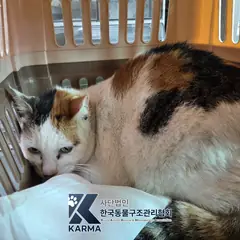 은평구 검은색흰색황토색조합 한국 고양이 암컷