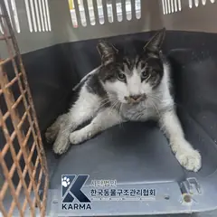 은평구 기타(갈/검/흰) 한국 고양이 수컷