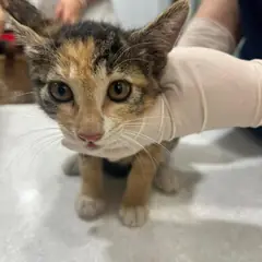 마포구 기타(삼색이) 한국 고양이 암컷