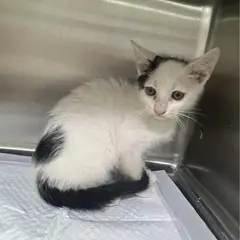 마포구 기타(젖소) 한국 고양이 수컷