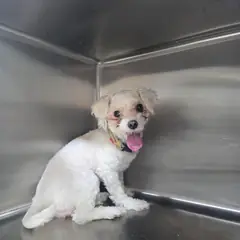 마포구 흰색 기타 암컷