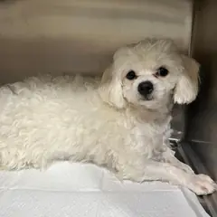 마포구 흰색 말티즈 수컷