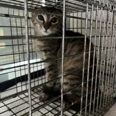 마포구 기타(고등어) 한국 고양이 암컷