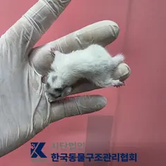 양천구 기타(검/흰) 기타축종 성별 미상