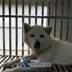 양천구 흰색 믹스견 암컷