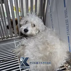 양천구 흰색 믹스견 수컷