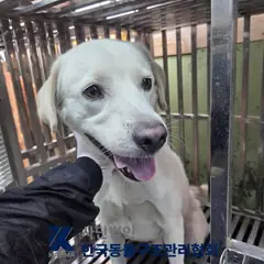 강서구 흰색 믹스견 수컷