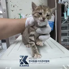 강서구 기타(갈/검/흰) 한국 고양이 암컷