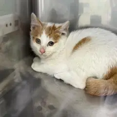 구로구 평행·전체·부분줄무늬 한국 고양이 수컷