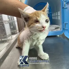 구로구 레몬색&흰색 한국 고양이 수컷