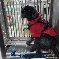 금천구 검정색 푸들 수컷