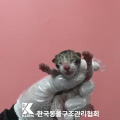 금천구 평행·전체·부분줄무늬 한국 고양이 수컷