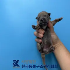 금천구 기타(회/갈) 믹스견 암컷