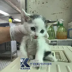 금천구 평행·전체·부분줄무늬 한국 고양이 수컷