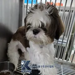 금천구 갈색&흰색 시츄 수컷