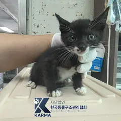 금천구 흰색/검은색 얼룩무늬 한국 고양이 수컷