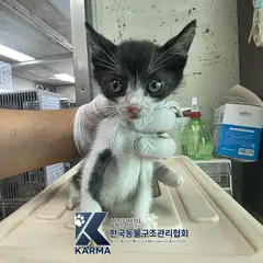 금천구 흰색/검은색 얼룩무늬 한국 고양이 수컷