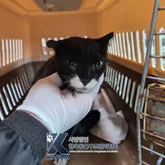 금천구 흰색/검은색 얼룩무늬 한국 고양이 암컷