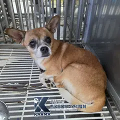 금천구 갈색&흰색 믹스견 암컷