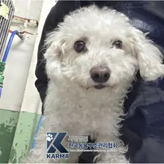 금천구 흰색 비숑 프리제 암컷