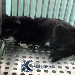 금천구 검정&흰색 믹스견 수컷