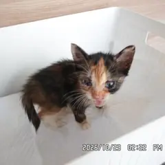 동작구 검은색흰색황토색조합 한국 고양이 암컷