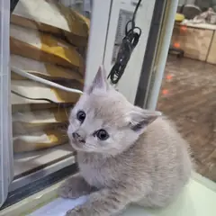 동작구 기타(황색) 한국 고양이 수컷