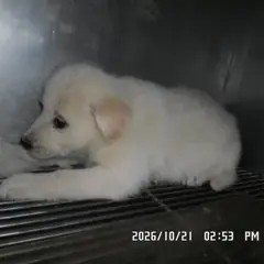 관악구 흰색 믹스견 암컷