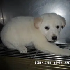 관악구 흰색 믹스견 암컷