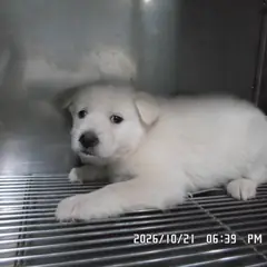 관악구 흰색 믹스견 암컷