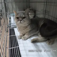 관악구 청회색 브리티시 쇼트헤어 수컷