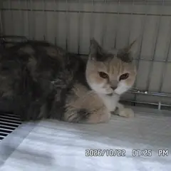 관악구 기타(검갈색흰색) 브리티시 쇼트헤어 암컷