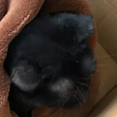 관악구 검정색 한국 고양이 암컷