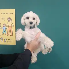 서초구 흰색 말티즈 암컷