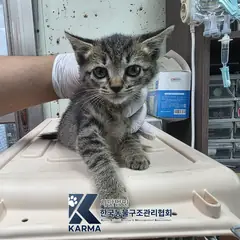 서초구 기타(갈/검/흰) 한국 고양이 암컷