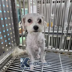 강남구 흰색 말티즈 암컷
