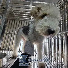 강남구 기타(회/흰) 폭스테리어 수컷