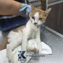 강남구 레몬색&흰색 한국 고양이 암컷