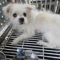 강남구 흰색 믹스견 암컷