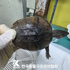 송파구 기타(갈/검) 기타축종 성별 미상