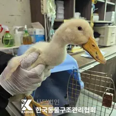 송파구 기타(흰/노) 기타축종 성별 미상