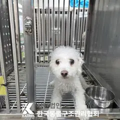 송파구 흰색 푸들 암컷