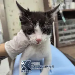 송파구 갈색 믹스견 수컷