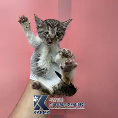송파구 평행·전체·부분줄무늬 한국 고양이 수컷