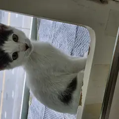 강동구 흰색/검은색 얼룩무늬 한국 고양이 수컷