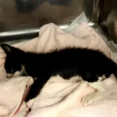 강동구 기타(검정&흰색) 한국 고양이 수컷