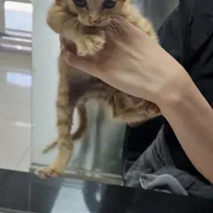 강동구 기타(노란색) 한국 고양이 수컷